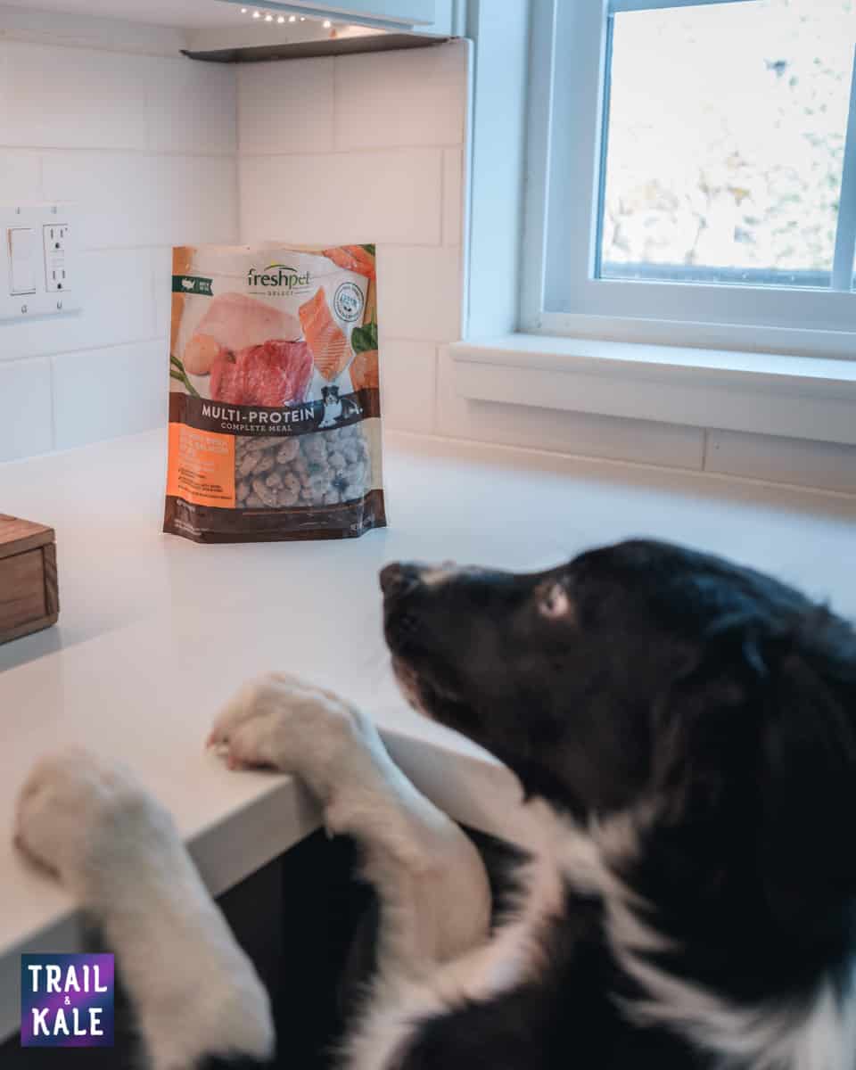 Accelerating our puppys training using high value dog food Freshpet trail and kale web wm 1 Accelerating our puppys training using high value dog food Freshpet trail and kale web wm 1
