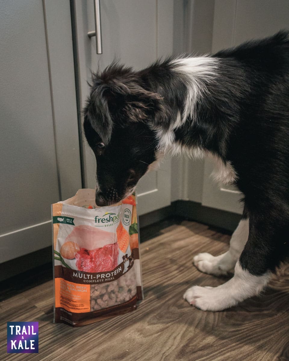 Accelerating our puppys training using high value dog food Freshpet trail and kale web wm 3 Accelerating our puppys training using high value dog food Freshpet trail and kale web wm 3