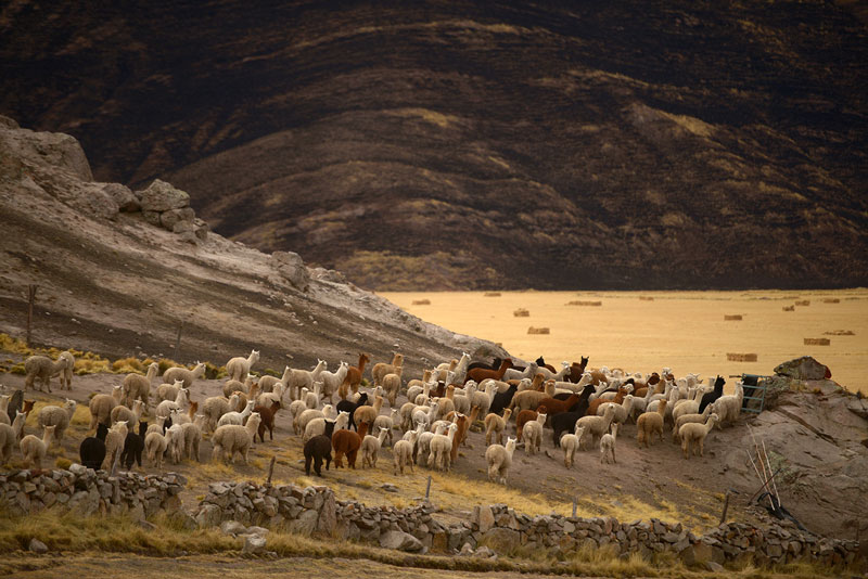 Alpacas in Andes Image courtesy of Paka Apparel Alpaca Socks Review
