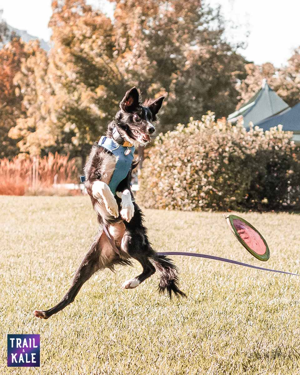 CBD for dogs - Dog CBD oils - Active Dog Kepler Jumping For Frisbee - Austin & Kat Interview - Trail and Kale