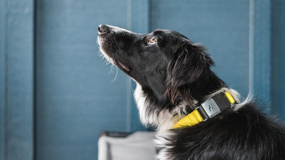 Fi Dog GPS Collar Black Friday trail and kale IG 1