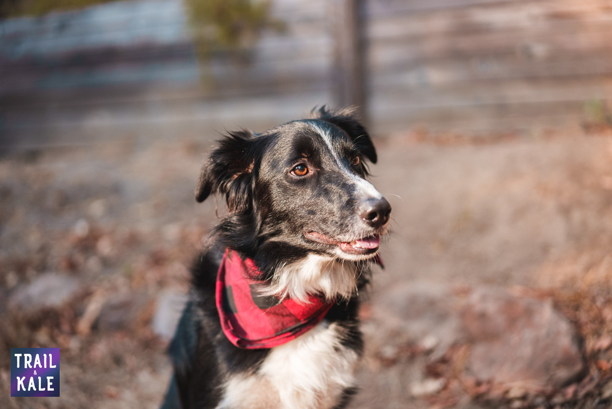 Front of The Pack Review The One Supplement for dogs Trail and Kale web wm 1