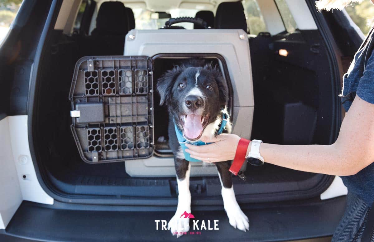 This is how much I love my Gunner Kennel