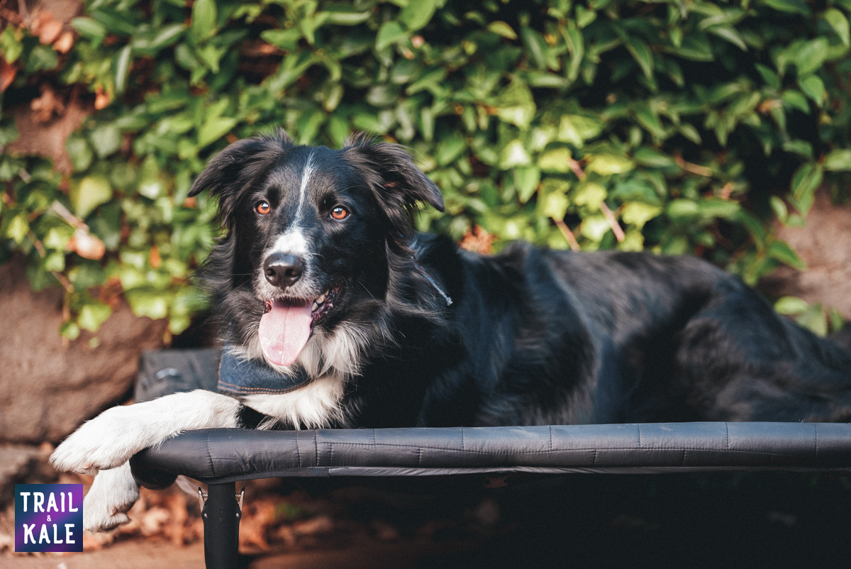 Helinox Dog Cot Review Trail and Kale web wm 11