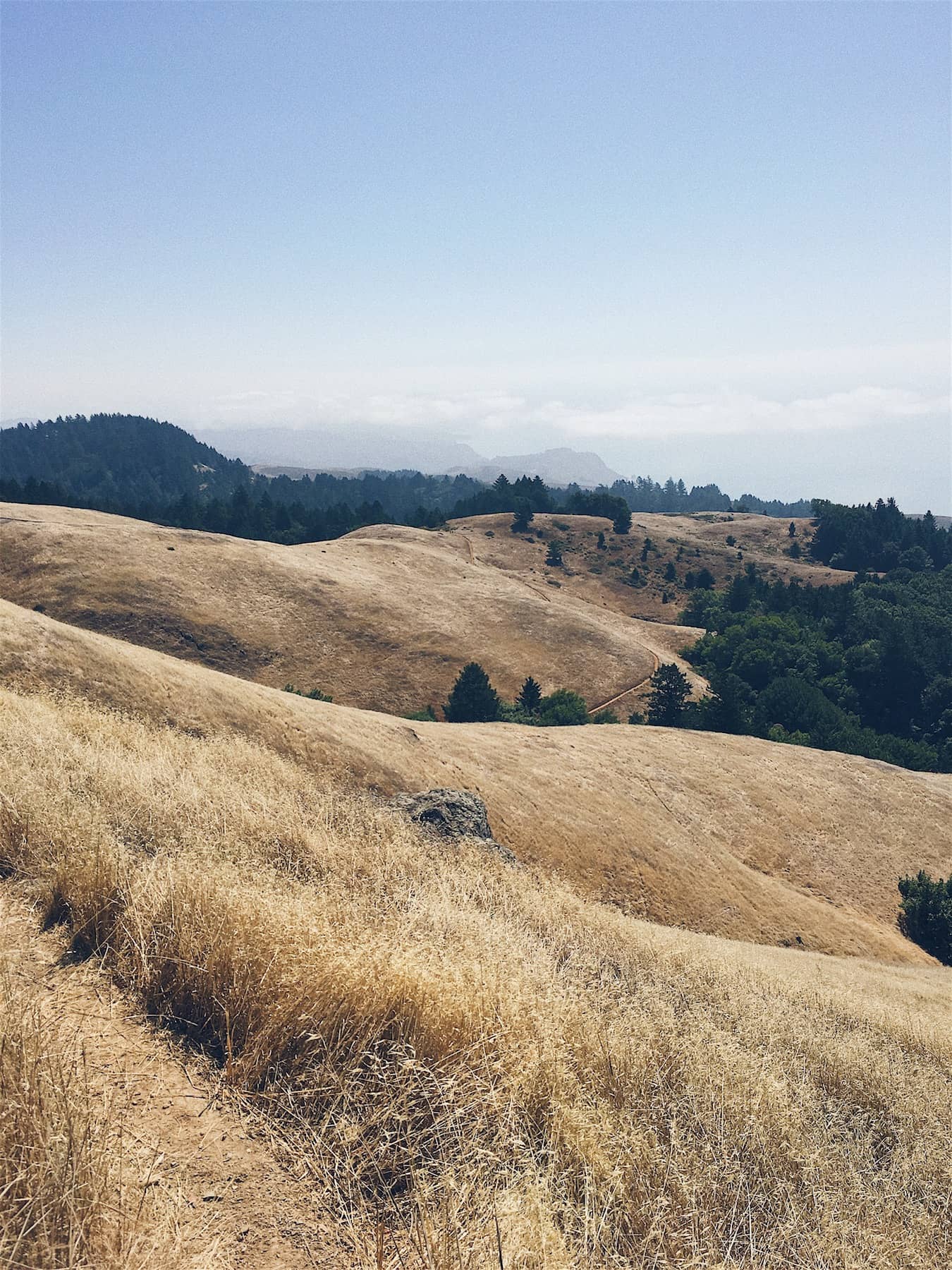 Trail Running on Mount Tamalpais - Trail & Kale