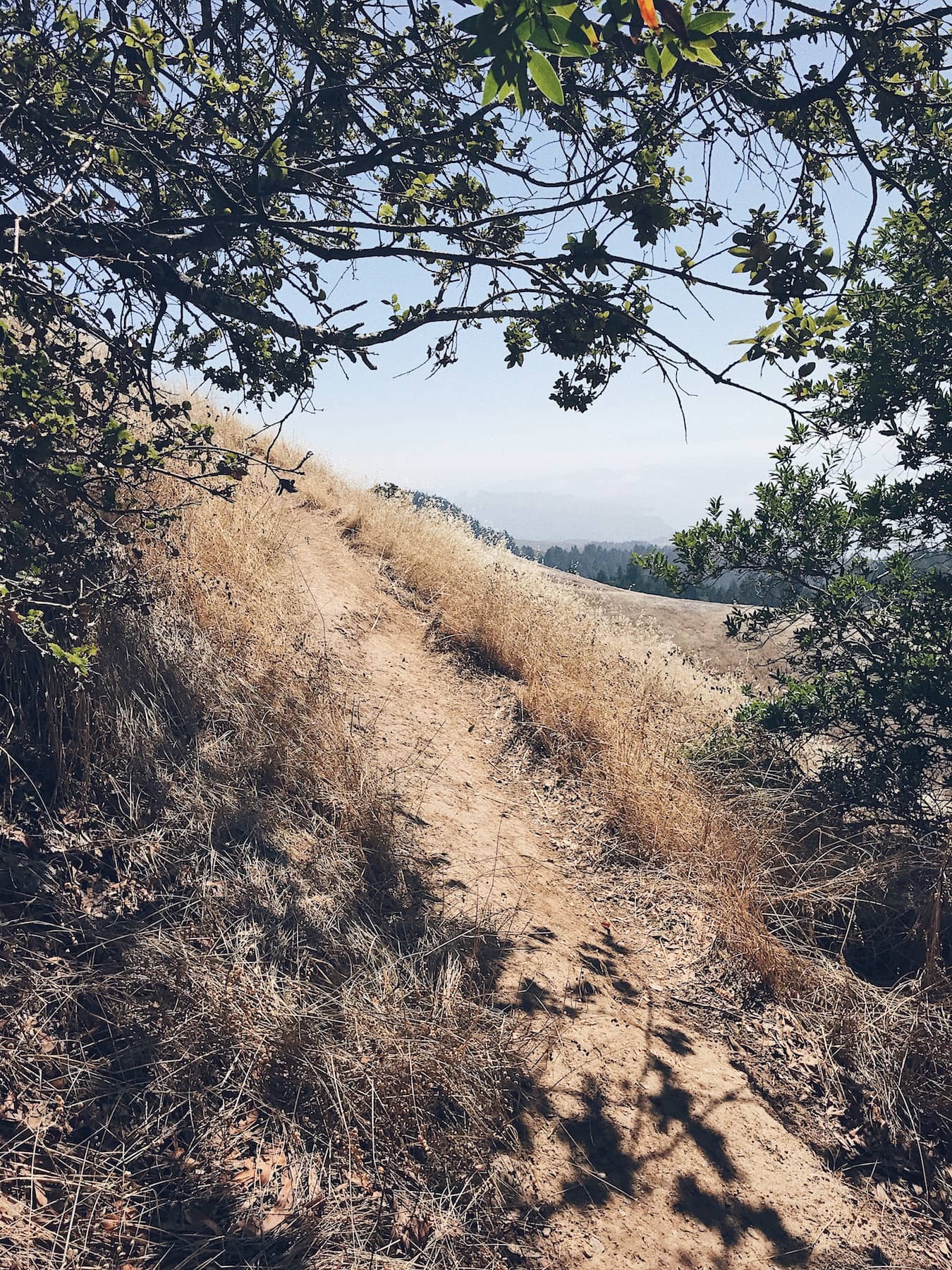 Trail Running on Mount Tamalpais - Trail & Kale