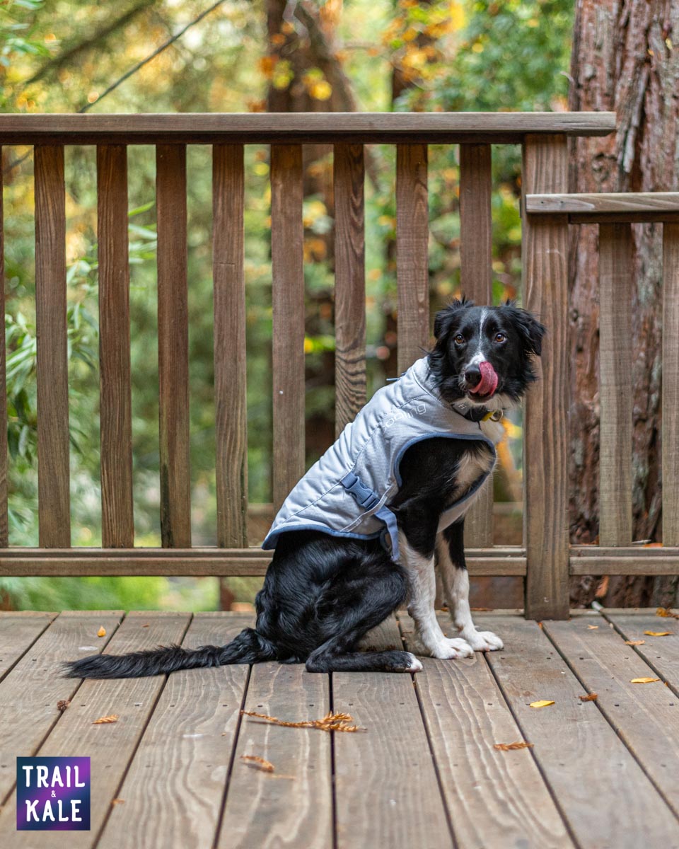 Kurgo Cooling Vest Review Trail kale web wm 2
