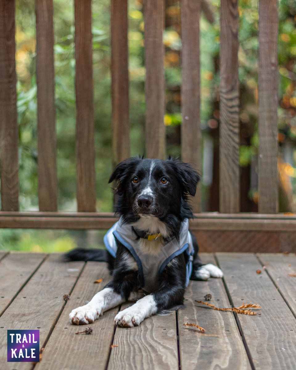 Kurgo Cooling Vest Review Trail kale web wm 5