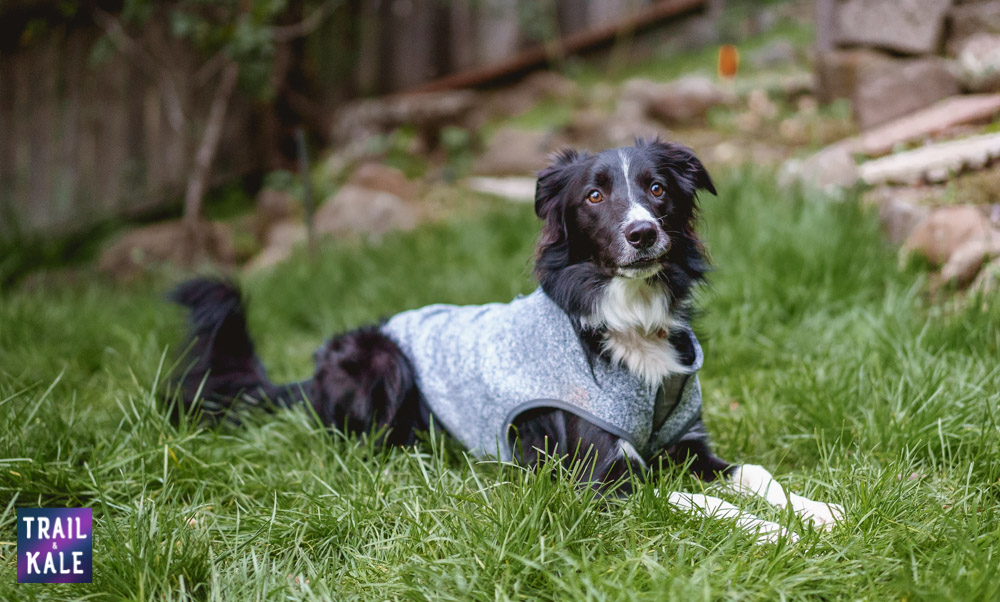 Kurgo K9 Core Sweater Review Trail and Kale web wm 1