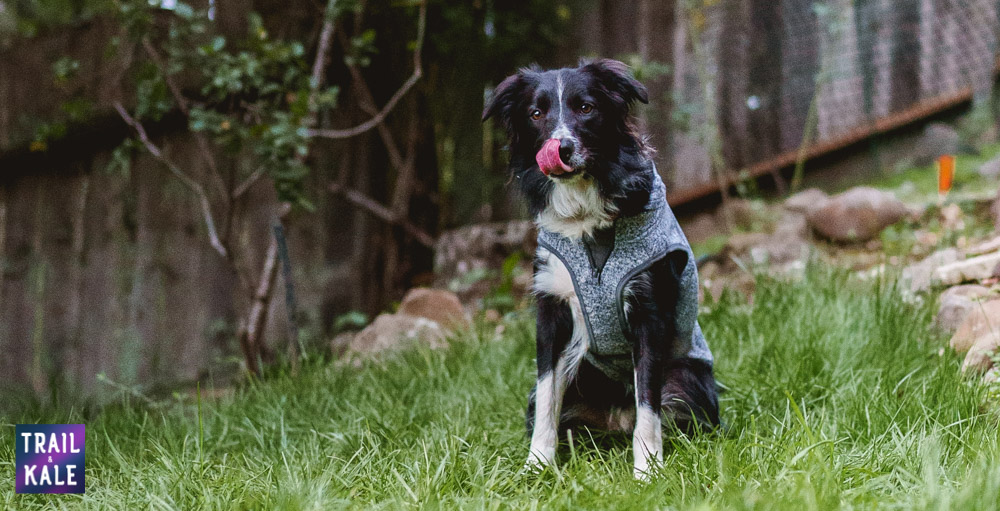 Kurgo Review - Kurgo K9 Dog Sweater - Trail and Kale