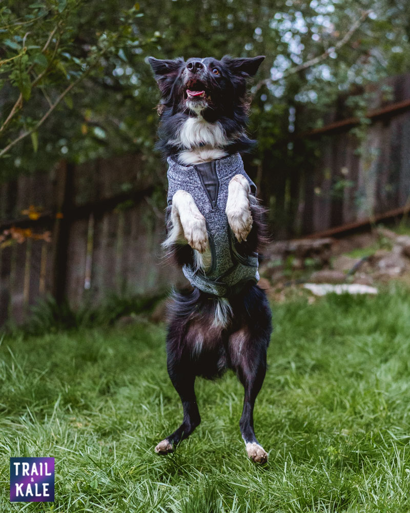 Kurgo Review - Kurgo K9 Dog Sweater - Trail and Kale