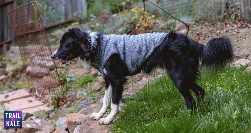 Kurgo K9 Core Sweater Review Trail and Kale web wm 17