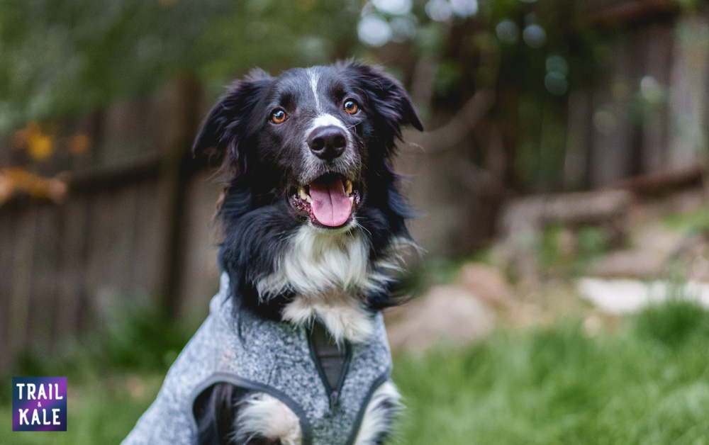 Kurgo K9 Core Sweater Review Trail and Kale web wm 8