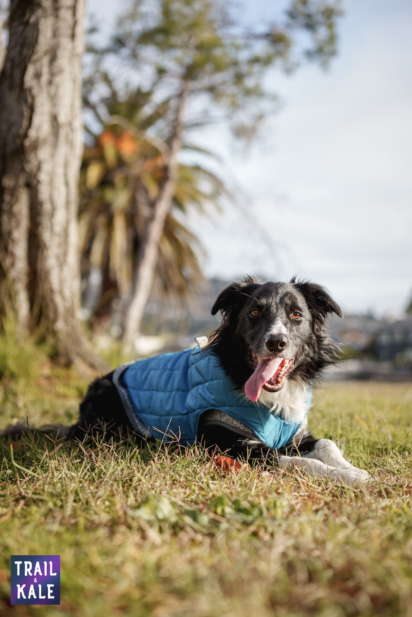 Kurgo Loft Jacket Kepler in the park Trail and Kale web wm 2