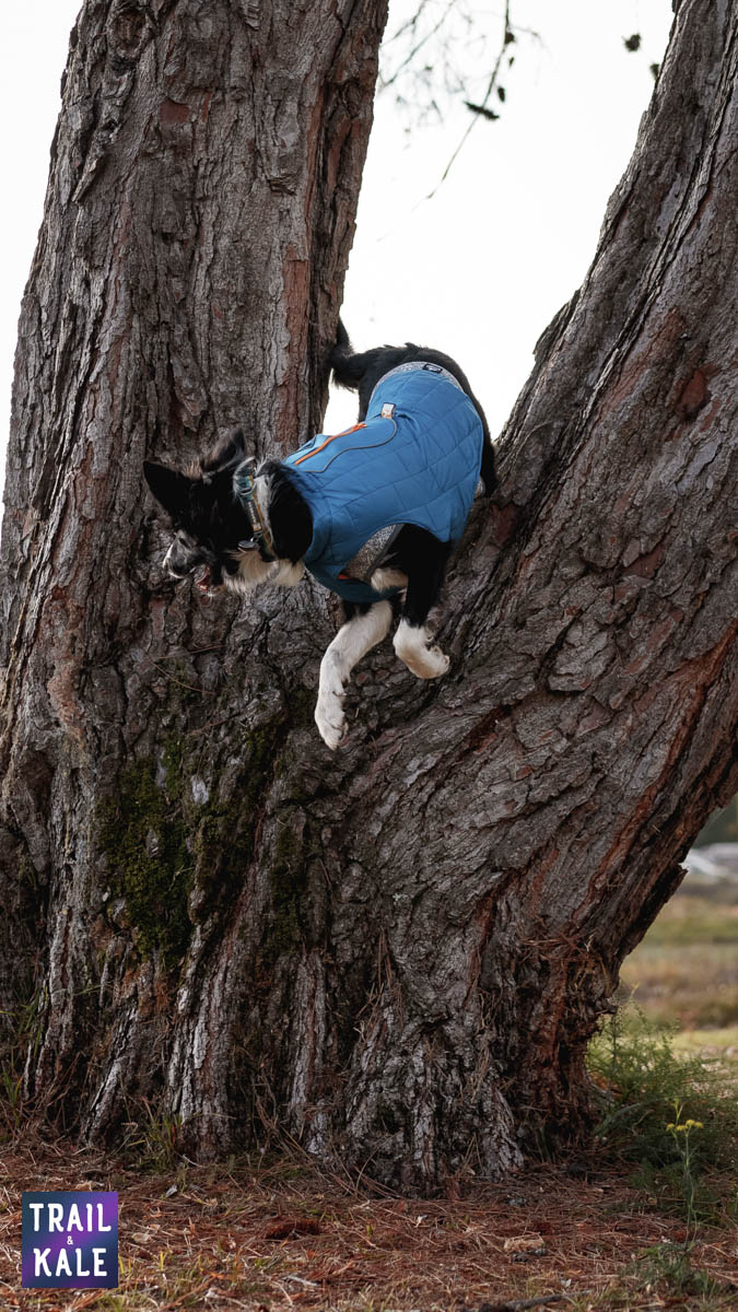 Kurgo Loft Jacket Kepler in the park Trail and Kale web wm 4