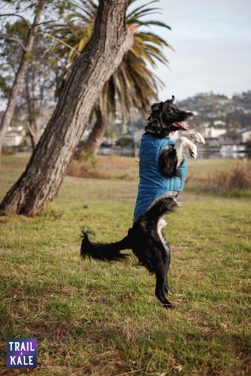 Kurgo Loft Jacket Kepler in the park Trail and Kale web wm 8