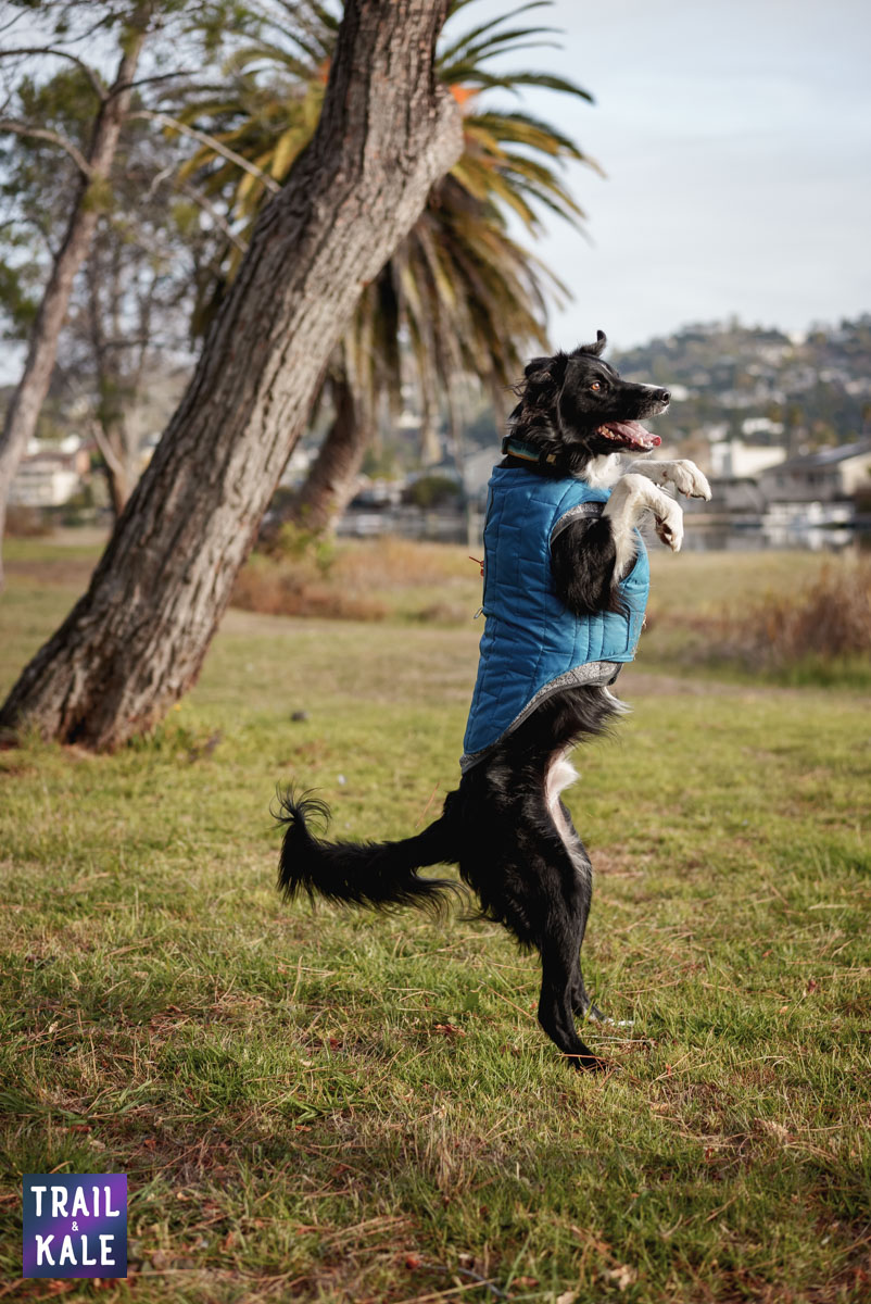 Kurgo Loft Jacket Kepler in the park Trail and Kale web wm 8