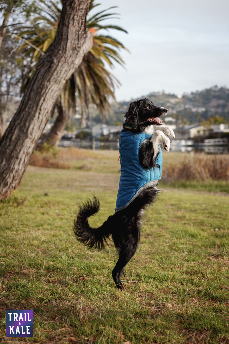 Kurgo Loft Jacket Kepler in the park Trail and Kale web wm 9