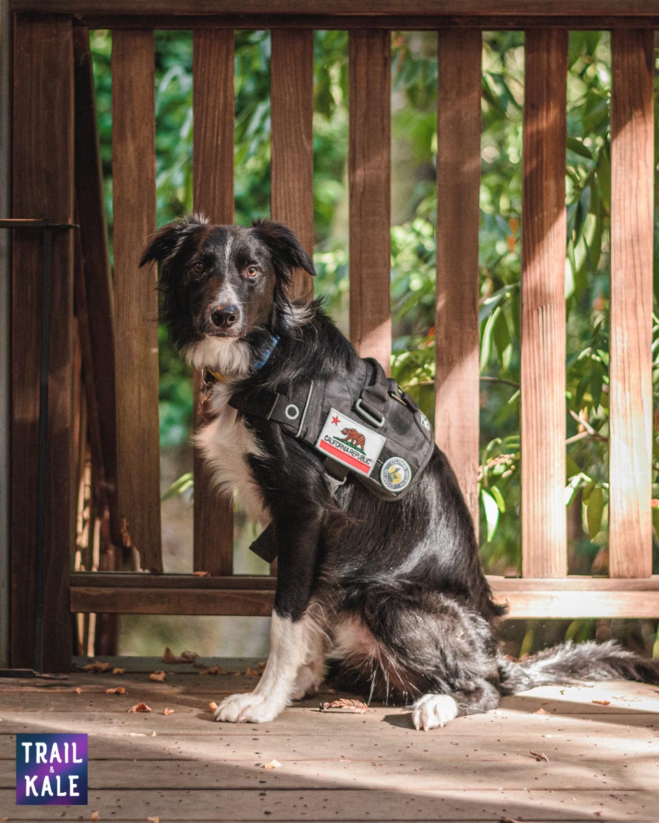 Kurgo Townie Harness Review trail and kale web wm 4