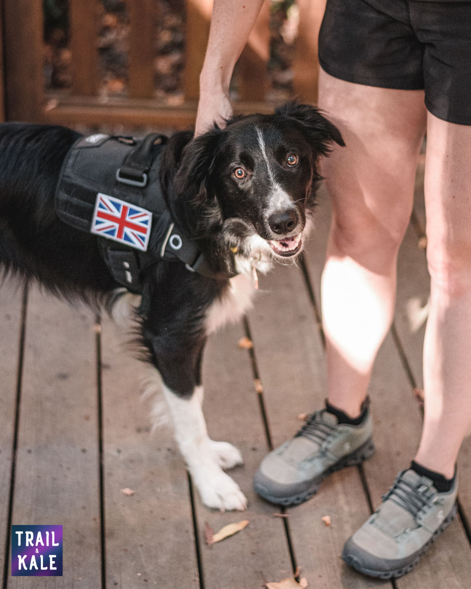 Kurgo Townie Harness Review trail and kale web wm 7