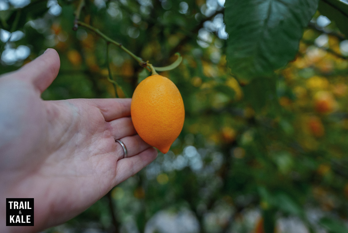 Look how well our lemon tree is doing!