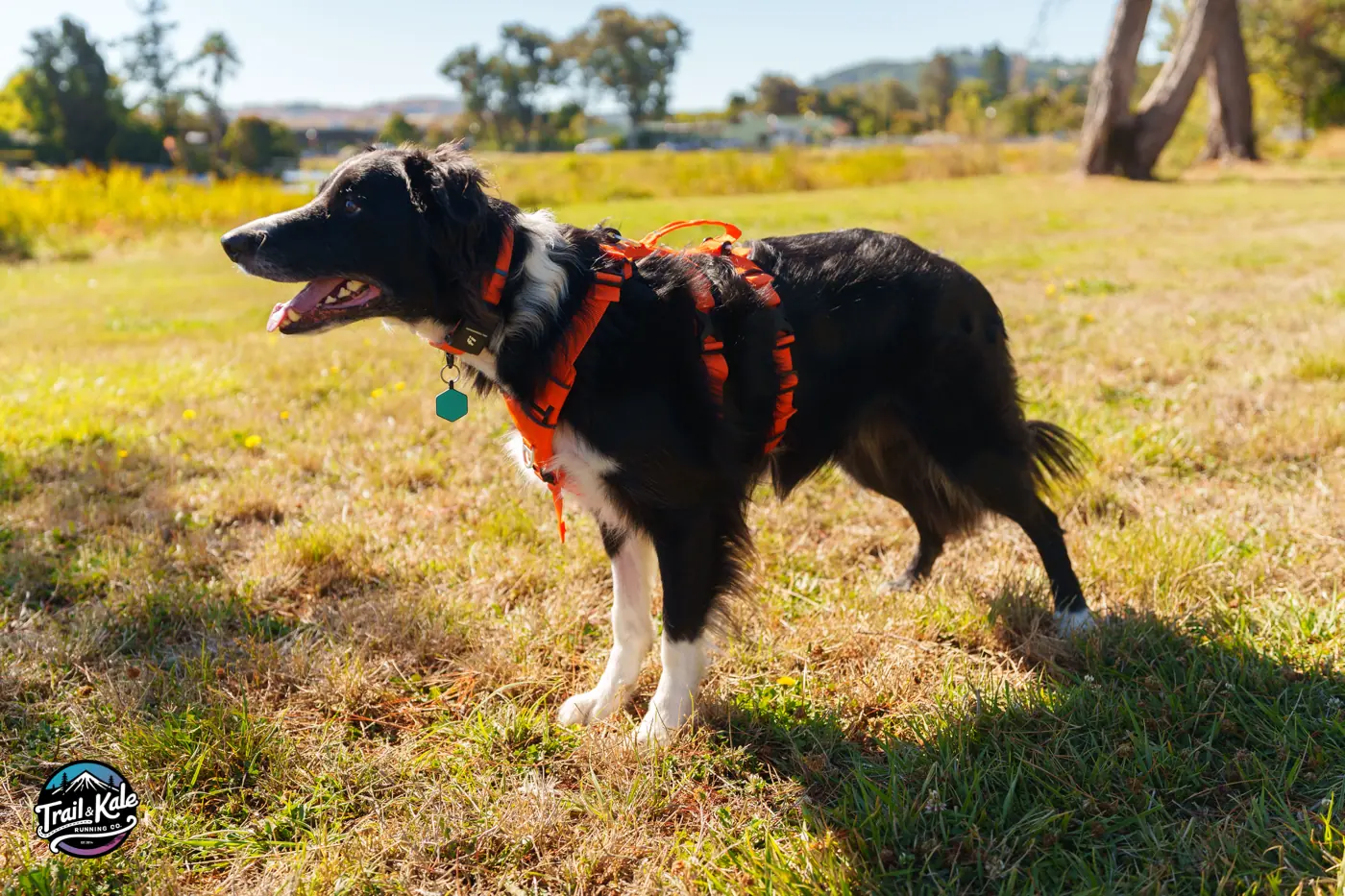 I may or may not be staring at a frisbee in this photo :-) Saker Canine Canyon dog harness review