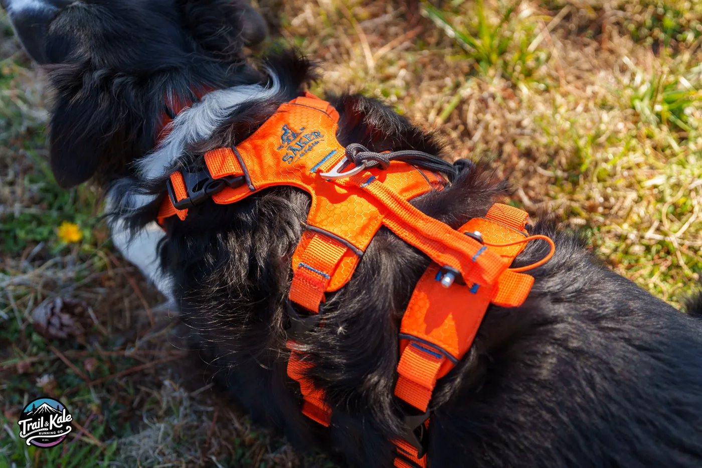 Here's how the Canyon harness's back handle looks when it's flattened down against the harness.