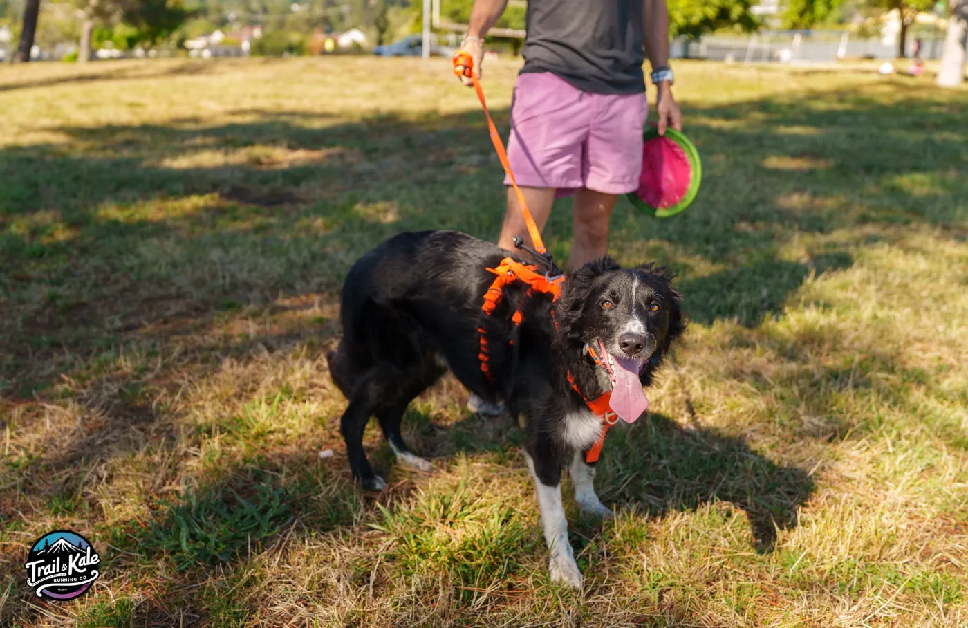 Cost and where to buy the Saker Canine dog harness