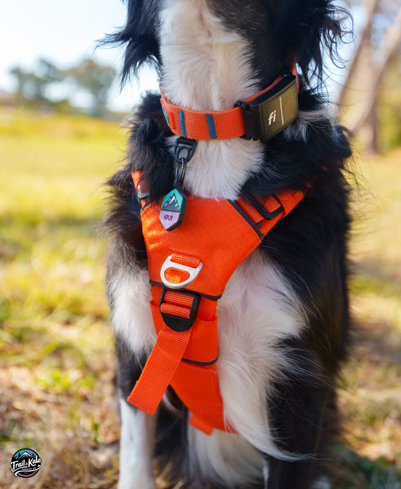 The front clip of my Saker Canyon Light harness, and a look at my matching Saker Canyon collar with Fi Collar attached.