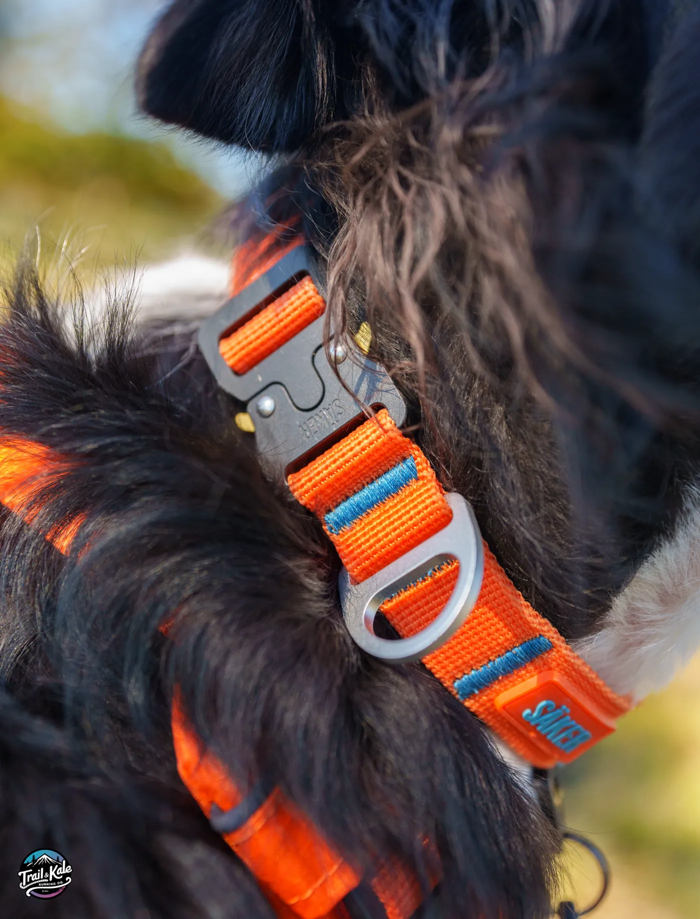Here's a closer look at my Saker Canine Canyon collar and that Cobra-style buckle.