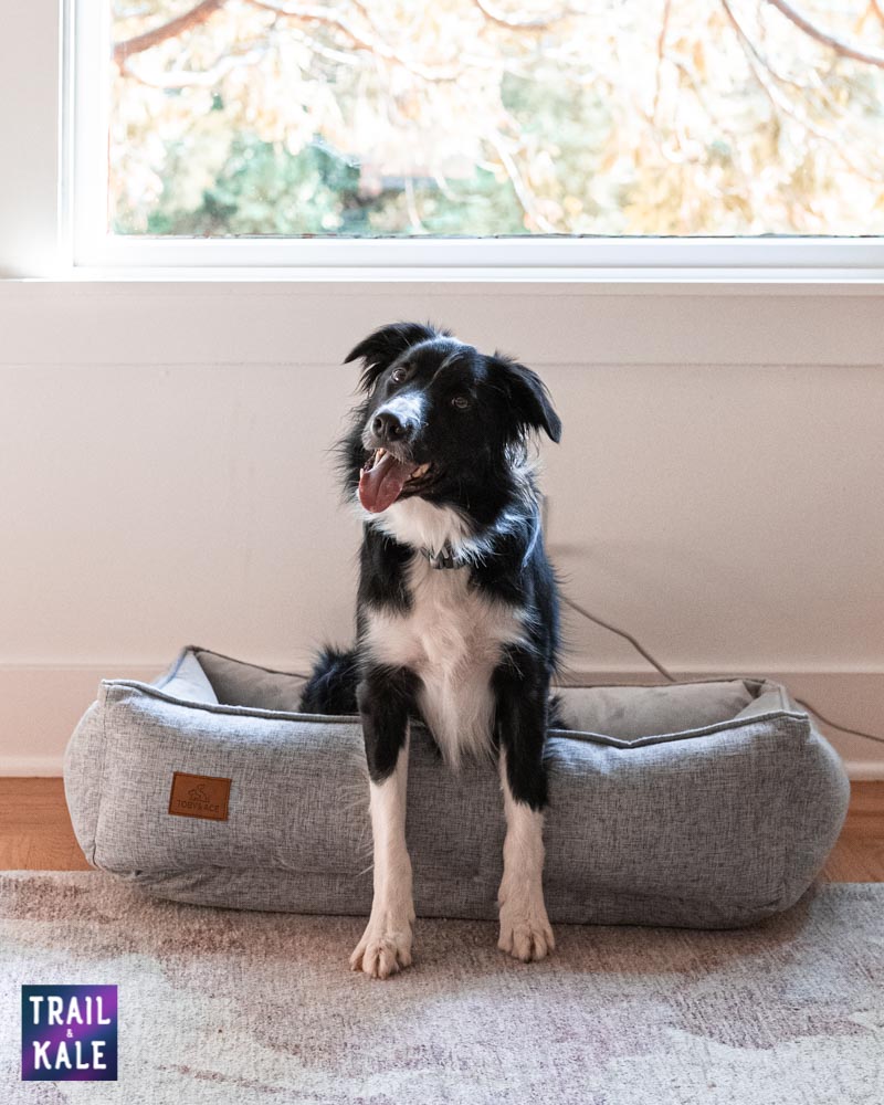 Toby and Ace Buddy Dog Bed Review Trail and Kale web wm 17
