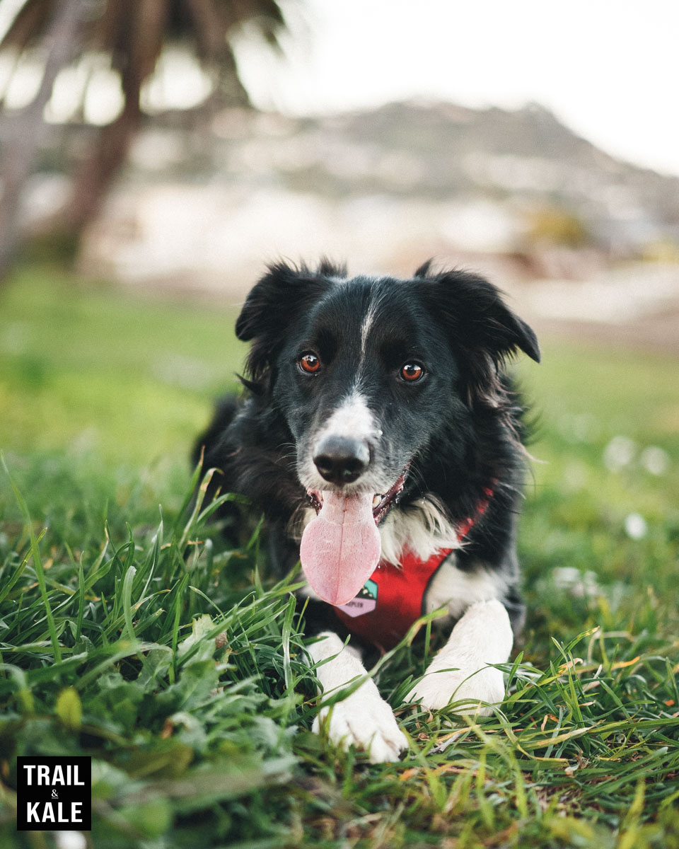 Volt Heat review by Trail and Kale 23