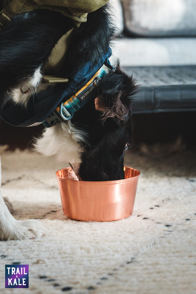 Wolf Republic review dog gear Trail and Kale web wm 13