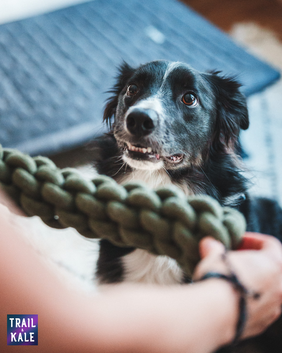 Wolf Republic review dog gear Trail and Kale web wm 35