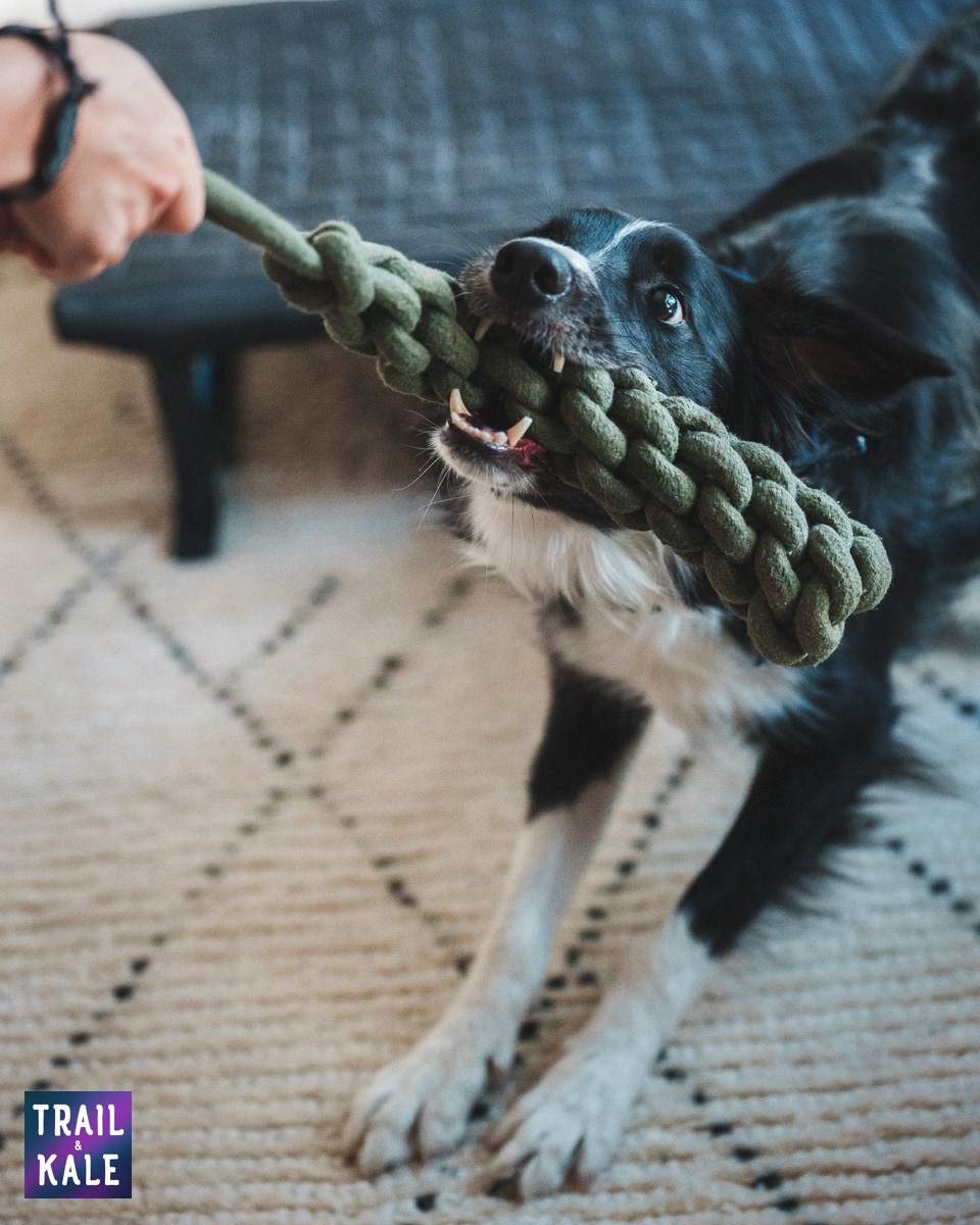 Wolf Republic review dog gear Trail and Kale web wm 37