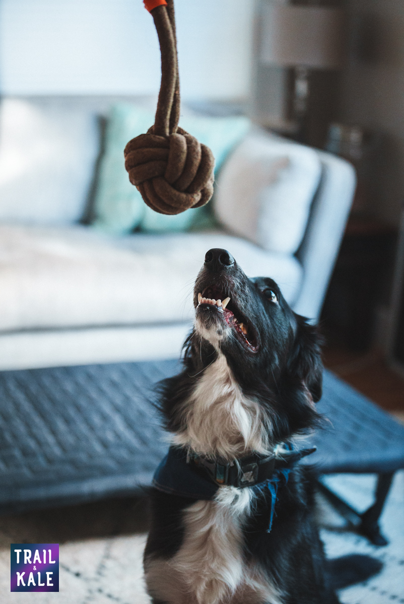 Wolf Republic review dog gear Trail and Kale web wm 39