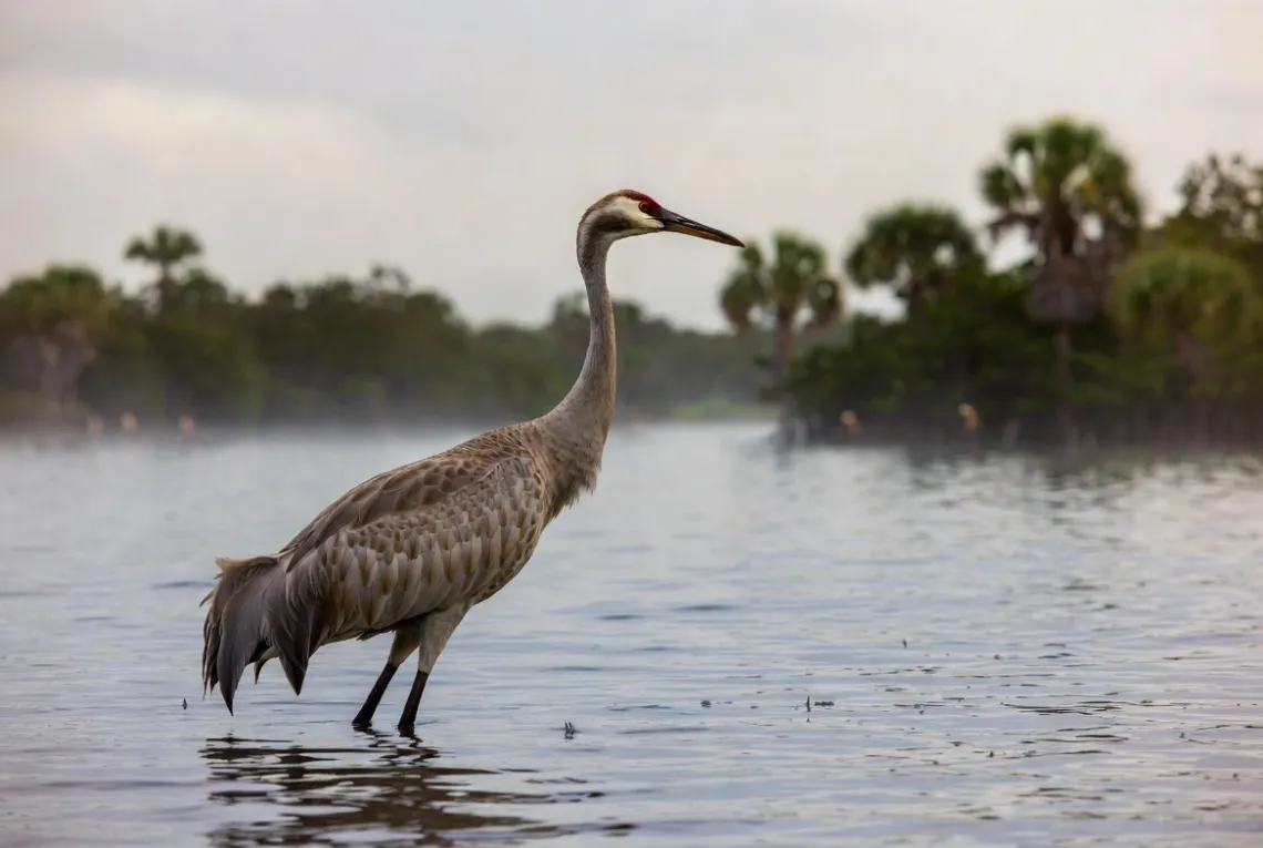 Bird Watching for Beginners – Easy Guide to Start Birding Locally