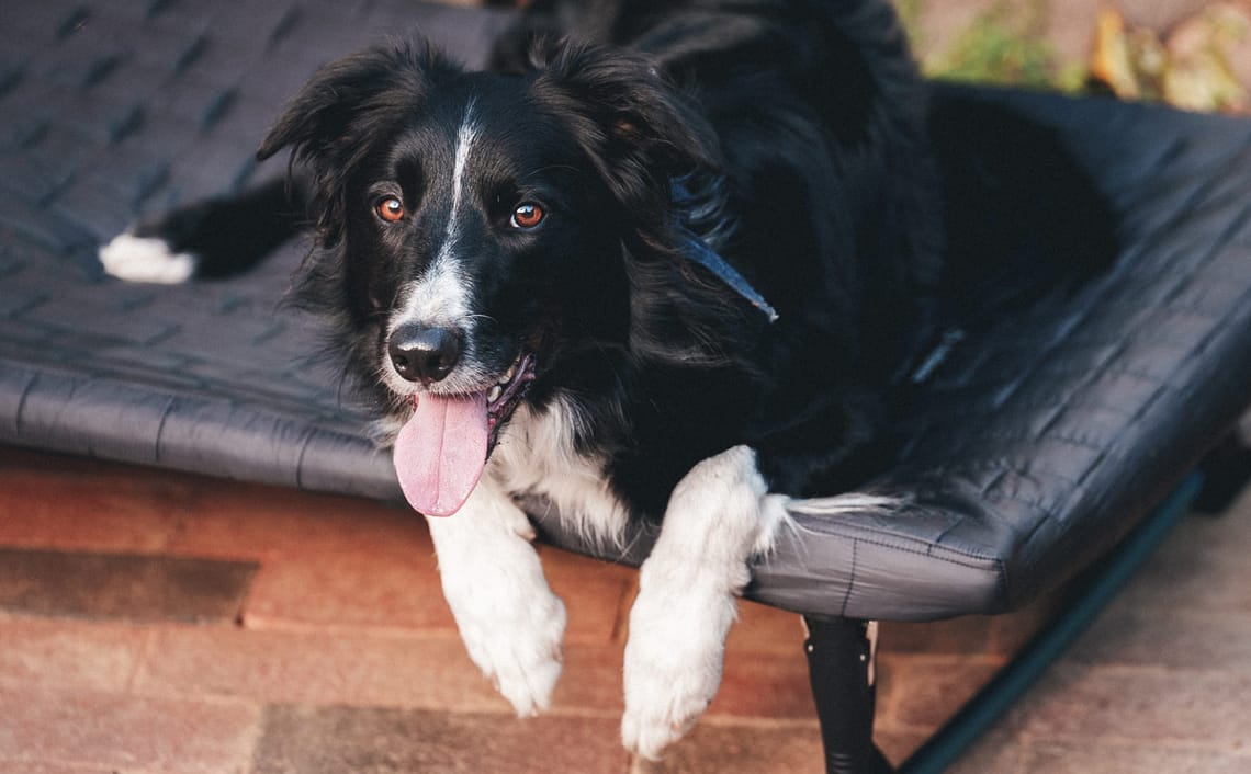 Helinox Dog Cot 2 Trail and Kale