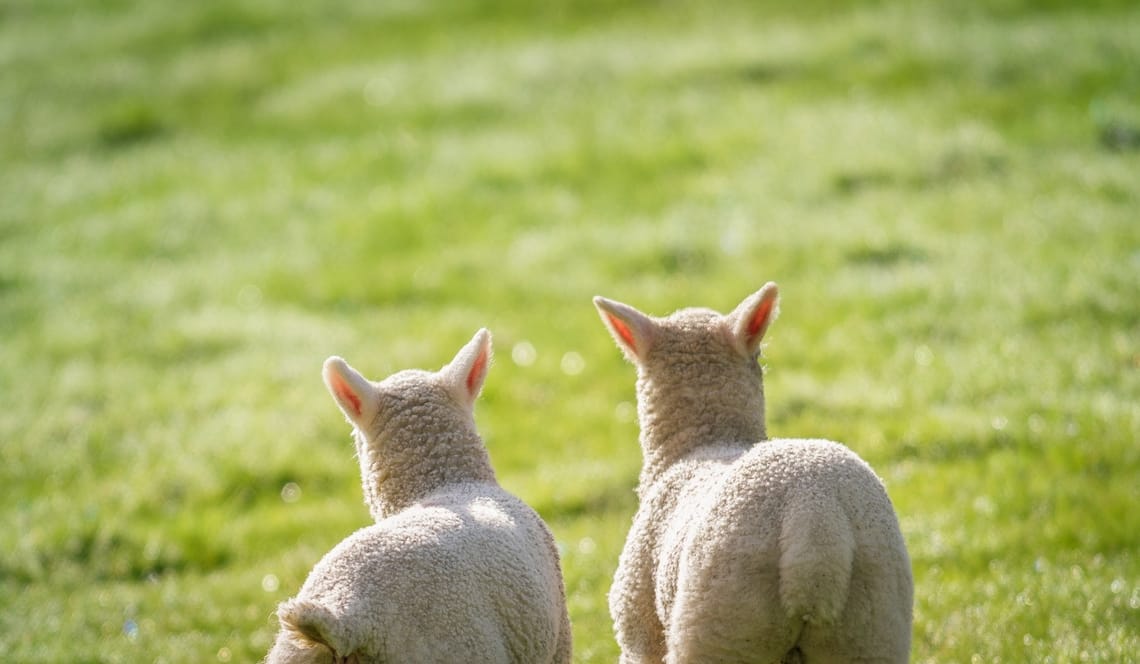 benefits of a plant based diet for athletes