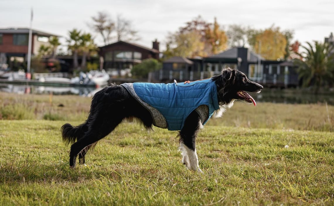 Kurgo Dog Jacket Loft Jacket review on Trail and Kale