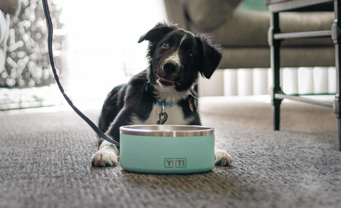 YETI Boomer Dog Bowl Review trail dogs trail and kale lrg 1