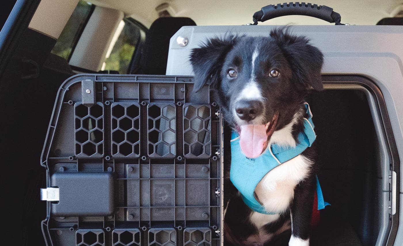 Gunner Kennels G1 Review trail and kale lrg 4