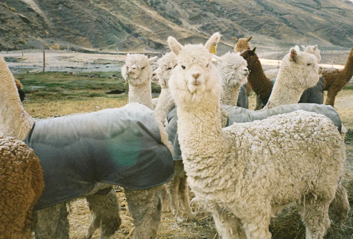 PAKA Expands Traceable Alpaca Program To Full Product Line