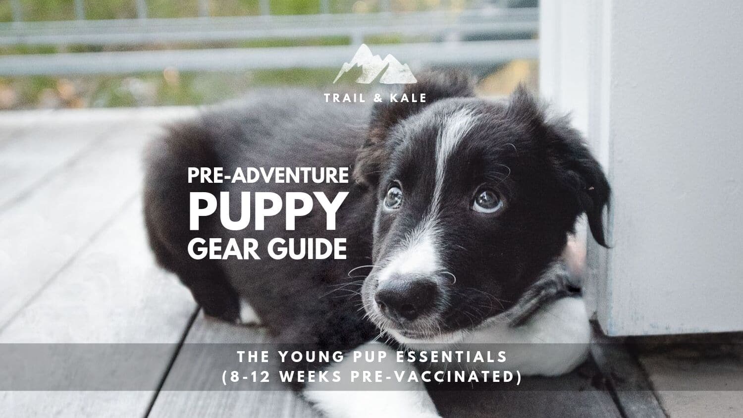 Pre Adventure Puppy Gear Guide the young pup essentials trail and kale