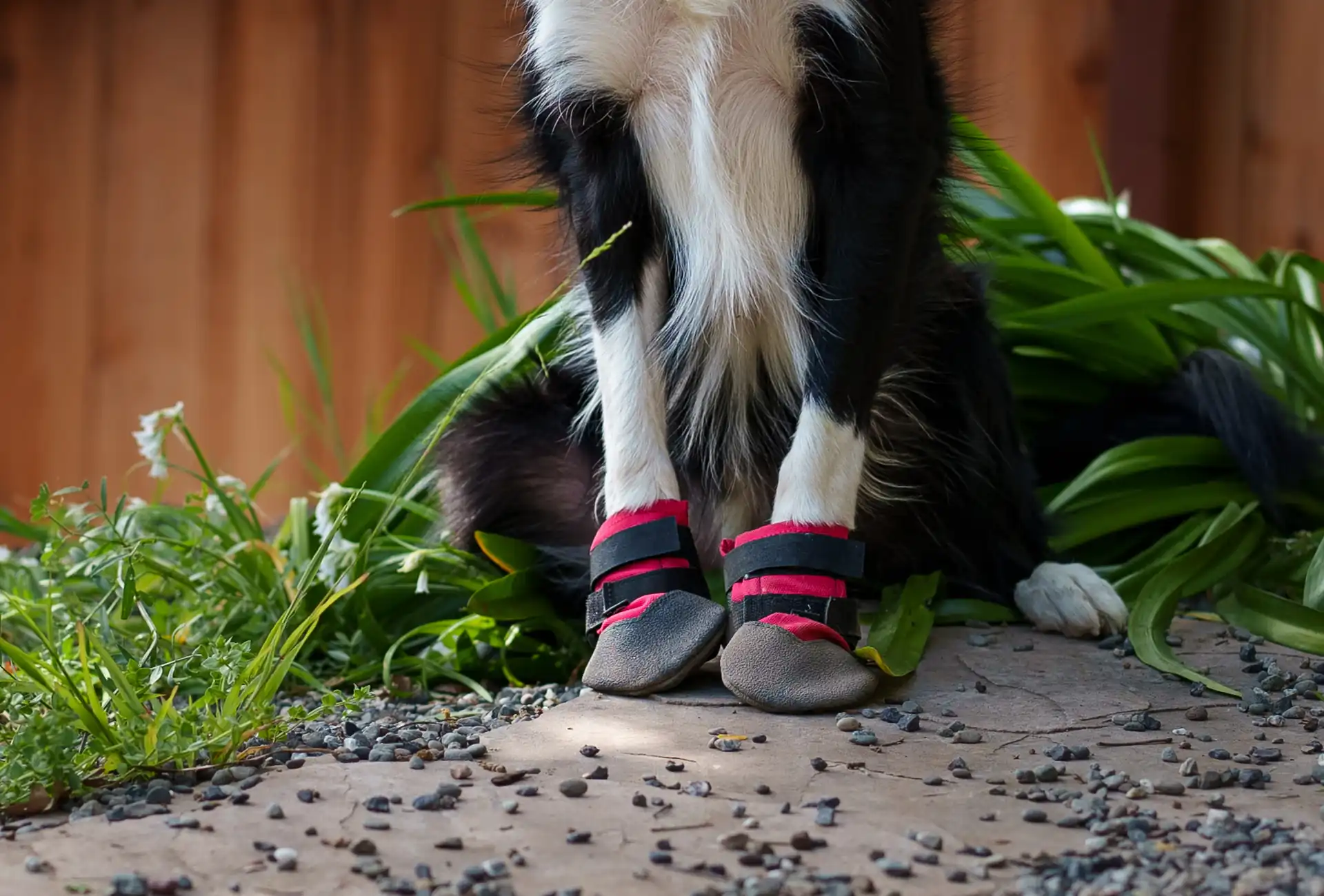The Best Dog Boots For running hiking 2024