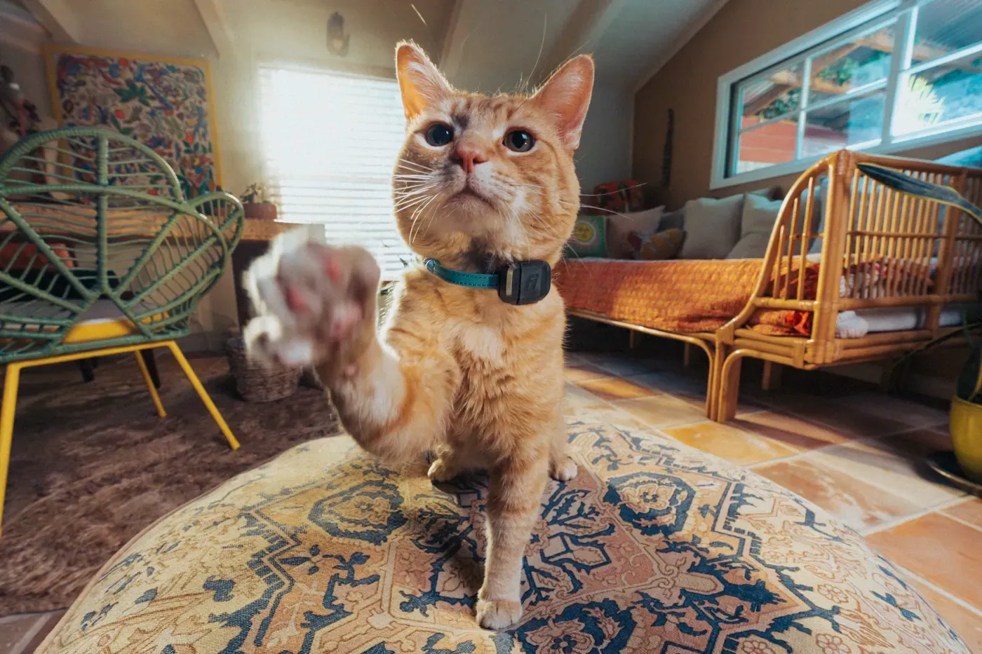 The new Fi Mini turns any collar into a GPS Tracker for cats and small dogs