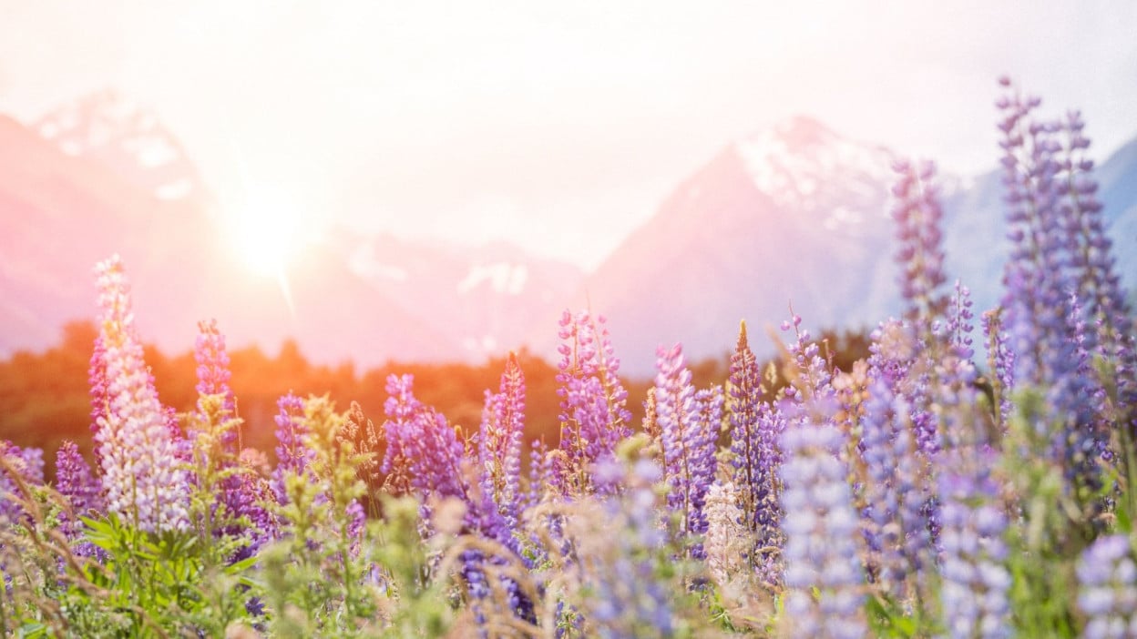 South Island Lupins
