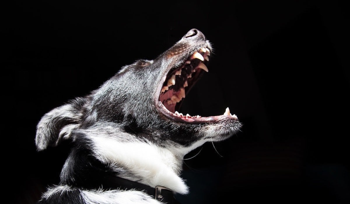 Stop a Dog Chasing You While Running - dog barking - trail & kale