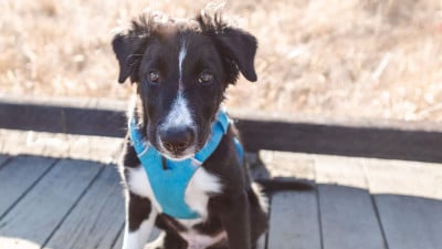 Ruffwear Front Range Harness review trail and kale lrg 1