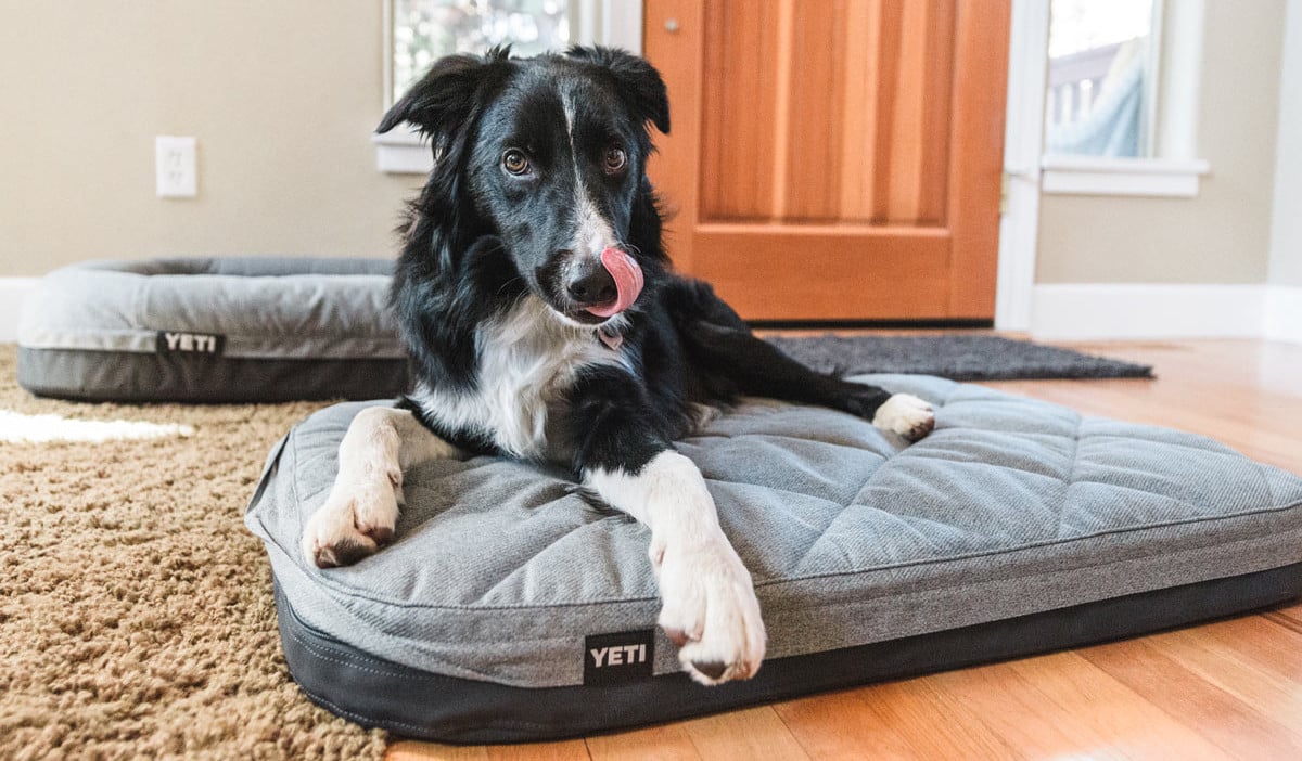 YETI Dog Bed Review Trail and Kale